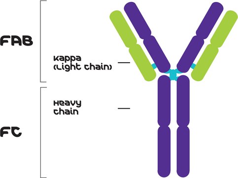 IgG2a, Kappa from murine myeloma clone UPC 10, purified immunoglobulin, buffered aqueous solution