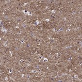 Anti-CNTN1 antibody produced in rabbit Prestige Antibodies® Powered by Atlas Antibodies, affinity isolated antibody