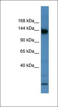 Anti-BNC1 antibody produced in rabbit affinity isolated antibody