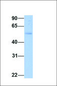 Anti-GFRA2 antibody produced in rabbit affinity isolated antibody