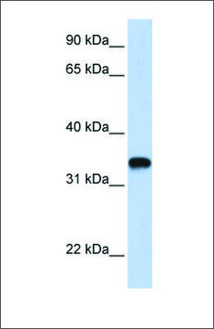 Anti-HAS3 (ab2) antibody produced in rabbit affinity isolated antibody