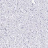 Anti-INSL5 antibody produced in rabbit Prestige Antibodies® Powered by Atlas Antibodies, affinity isolated antibody, buffered aqueous glycerol solution