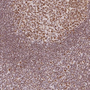 Anti-H2AFZ antibody produced in rabbit Prestige Antibodies&#174; Powered by Atlas Antibodies, affinity isolated antibody