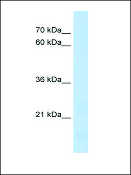 Anti-PPIF antibody produced in rabbit IgG fraction of antiserum