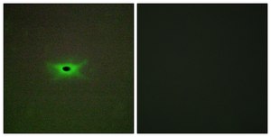 Anti-PRKAG2 antibody produced in rabbit affinity isolated antibody