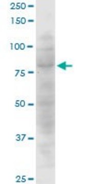 Monoclonal Anti-CTNNAL1 antibody produced in mouse clone 3C8, purified immunoglobulin, buffered aqueous solution