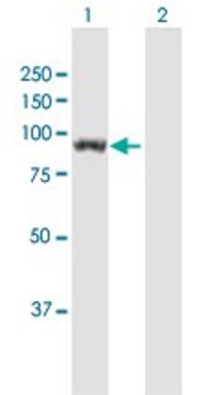 Anti-UNC45B antibody produced in mouse purified immunoglobulin, buffered aqueous solution