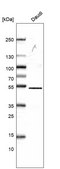 Monoclonal Anti-CD27 antibody produced in mouse Prestige Antibodies® Powered by Atlas Antibodies, clone CL15464, purified antibody (Protein A)