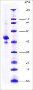 p53 (1-363) C-terminal deletion human recombinant, expressed in insect cells, &#8805;80% (SDS-PAGE)