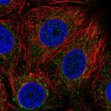 Anti-BDH1 antibody produced in rabbit Prestige Antibodies&#174; Powered by Atlas Antibodies, affinity isolated antibody