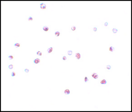 Anti-NOD4 antibody produced in rabbit affinity isolated antibody, buffered aqueous solution