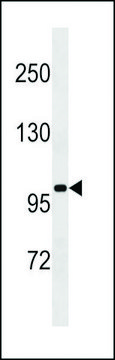 ANTI-SLN13(C-TERMINAL) antibody produced in rabbit affinity isolated antibody, buffered aqueous solution