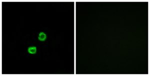 Anti-GCNT7 antibody produced in rabbit affinity isolated antibody