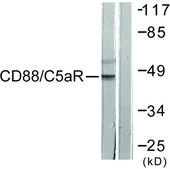 Anti-CD88 antibody produced in rabbit affinity isolated antibody