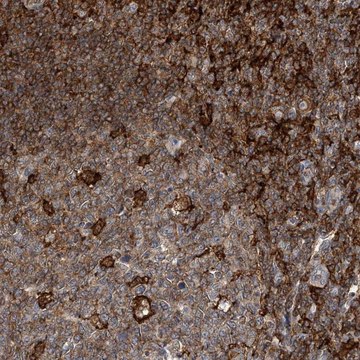 Anti-MICAL1 antibody produced in rabbit Prestige Antibodies&#174; Powered by Atlas Antibodies, affinity isolated antibody, buffered aqueous glycerol solution