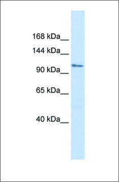 Anti-ZFPM1 antibody produced in rabbit affinity isolated antibody