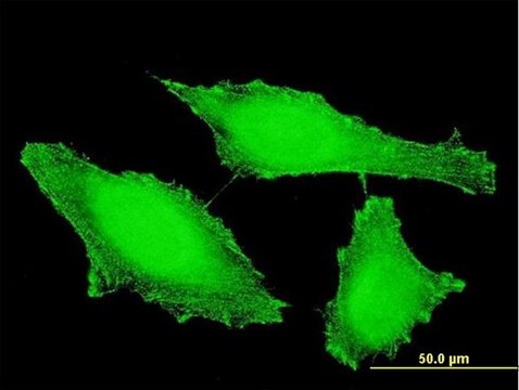 Monoclonal Anti-PTPRE antibody produced in mouse clone 2D10, purified immunoglobulin, buffered aqueous solution