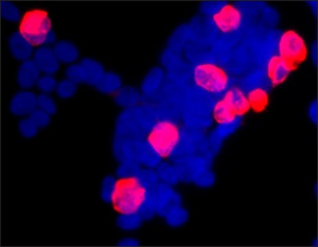 Anti-V5 antibody produced in rabbit IgG fraction of antiserum