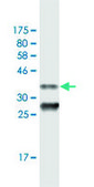 Monoclonal Anti-PEX3, (C-terminal) antibody produced in mouse clone 3C2, purified immunoglobulin, buffered aqueous solution