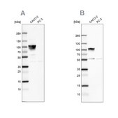 Anti-VIL1 antibody produced in rabbit Ab1, Prestige Antibodies® Powered by Atlas Antibodies, affinity isolated antibody, buffered aqueous glycerol solution