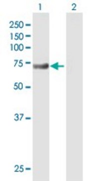 Anti-DHX58 antibody produced in mouse purified immunoglobulin, buffered aqueous solution