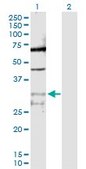 Anti-PPIE antibody produced in rabbit purified immunoglobulin, buffered aqueous solution
