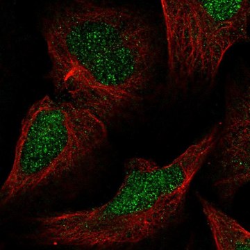 Anti-MLH3 antibody produced in rabbit Prestige Antibodies&#174; Powered by Atlas Antibodies, affinity isolated antibody