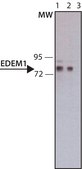 Anti-EDEM1 antibody,Mouse monoclonal clone EDEM1-17, purified from hybridoma cell culture