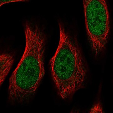 Anti-RGMA antibody produced in rabbit Prestige Antibodies&#174; Powered by Atlas Antibodies, affinity isolated antibody