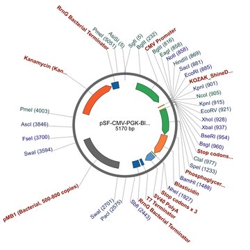 PSF-CMV-PGK-BLAST - DUAL PROMOTER BLASTICIDIN PLASMID plasmid vector for molecular cloning