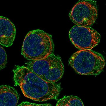 Anti-Cep63 Antibody Produced In Rabbit Prestige Antibodies&#174; Powered by Atlas Antibodies, affinity isolated antibody, buffered aqueous glycerol solution