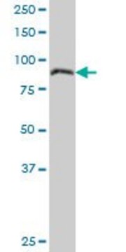 Anti-LEPRE1, (N-terminal) antibody produced in mouse purified immunoglobulin, buffered aqueous solution