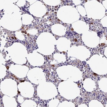 Anti-NLRP12 antibody produced in rabbit Prestige Antibodies&#174; Powered by Atlas Antibodies, affinity isolated antibody, buffered aqueous glycerol solution