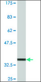 Monoclonal Anti-TREX1, (N-terminal) antibody produced in mouse clone 1B1, purified immunoglobulin, buffered aqueous solution