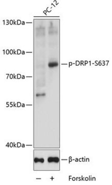 Anti-Phospho-DRP1-S637 antibody produced in rabbit