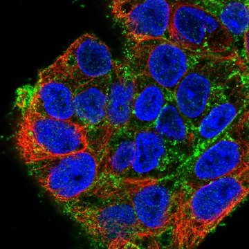 Anti-SDC2 antibody produced in rabbit Prestige Antibodies&#174; Powered by Atlas Antibodies, affinity isolated antibody