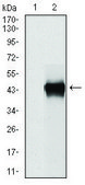 Monoclonal Anti-SERPINE1 antibody produced in mouse clone 1D5, purified immunoglobulin, buffered aqueous solution