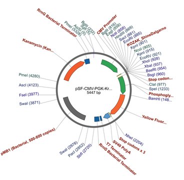 PSF-CMV-PGK-KRYFP - YFP MAMMALIAN PGK PROMOTER PLASMID plasmid vector for molecular cloning