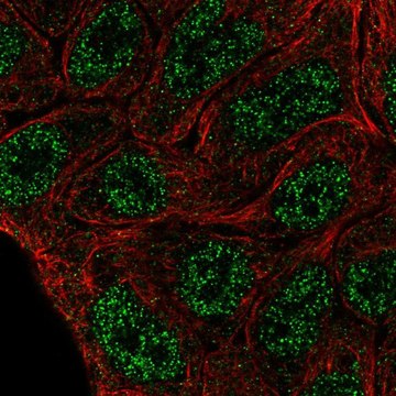 Anti-ELF5 antibody produced in rabbit Prestige Antibodies&#174; Powered by Atlas Antibodies, affinity isolated antibody