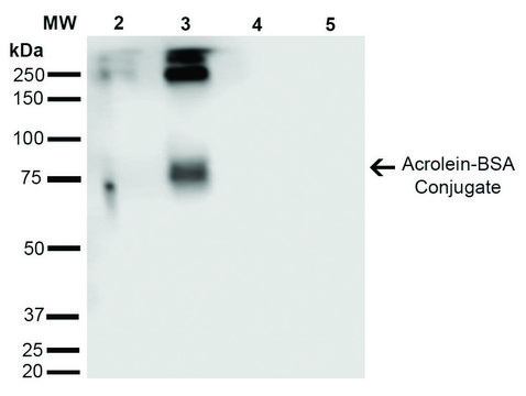 Monoclonal Anti-Acrolein-Horseradish Peroxidase antibody produced in mouse clone 2H2