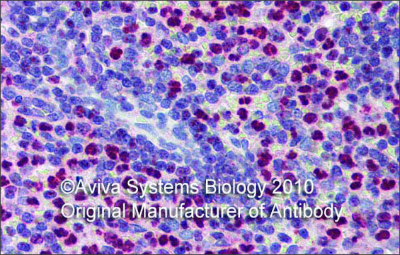 Anti-FCHO1 antibody produced in rabbit affinity isolated antibody