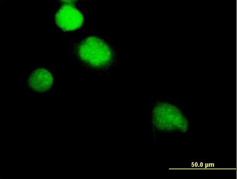 Anti-NEK2 antibody produced in mouse purified immunoglobulin, buffered aqueous solution