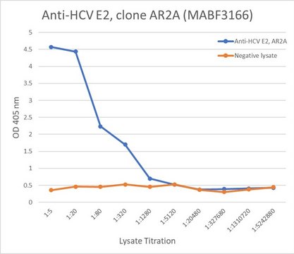 Anti-HCV E2 Antibody, clone AR2A