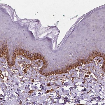 Anti-EGFL8 antibody produced in rabbit Prestige Antibodies&#174; Powered by Atlas Antibodies, affinity isolated antibody, buffered aqueous glycerol solution