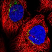 Anti-FBXL8 antibody produced in rabbit Prestige Antibodies® Powered by Atlas Antibodies, affinity isolated antibody, buffered aqueous glycerol solution