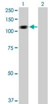 Anti-HERC3 antibody produced in rabbit purified immunoglobulin, buffered aqueous solution