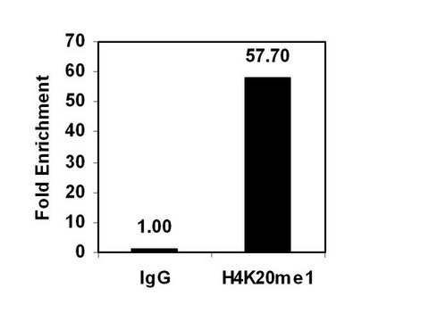 ChIPAb+ Monomethyl-Histone H4 (Lys20) - ChIP Validated Antibody and Primer Set from rabbit, purified by affinity chromatography