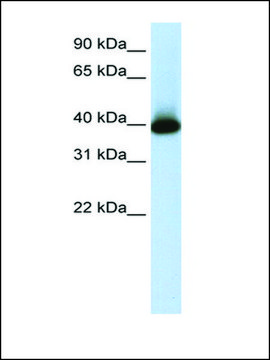 Anti-GSH2 antibody produced in rabbit IgG fraction of antiserum