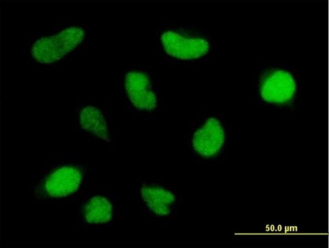 Anti-PRMT6 antibody produced in mouse purified immunoglobulin, buffered aqueous solution