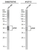 Anti-PLAUR antibody produced in rabbit affinity isolated antibody, buffered aqueous solution